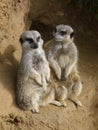 Two meercats talking Royalty Free Stock Photo