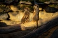 Two Meercats in Frankfurt zoo Royalty Free Stock Photo