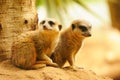 Two meercats sitting near the tree Royalty Free Stock Photo