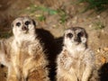 Two meercats, Wroclaw, Poland Royalty Free Stock Photo