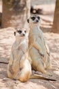 Two Meerka Royalty Free Stock Photo