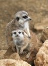 Two Meerkat Royalty Free Stock Photo