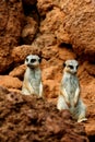 Two meerkat in desert Royalty Free Stock Photo