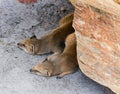Two meerkat resting under a rock Royalty Free Stock Photo