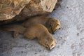 Two meerkat resting under a rock Royalty Free Stock Photo