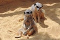 Two Meerkat Royalty Free Stock Photo
