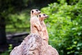 Two meerkat watching