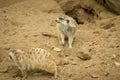 Two meerkats looking around in desert