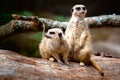 Two Meerkats