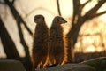 Two Meerkats against the big tree Royalty Free Stock Photo
