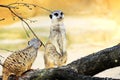 Two Meerkats on a Branch