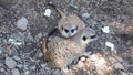 Beautiful little animals in the zoo,meerkats sit on the ground and look around,wild environment,fauna Royalty Free Stock Photo