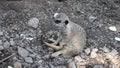 Meerkat sits on the ground,top view,small animal in the zoo,close-up Royalty Free Stock Photo