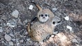 Two meerkats,cute animals,wildlife,fauna Royalty Free Stock Photo