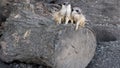 Two meerkats,cute animals,wildlife,fauna. Royalty Free Stock Photo