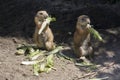 Two meerkats eating lettuce and watching their surroundings Royalty Free Stock Photo