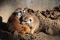 Two meerkats huddling closely in the sun, displaying social behavior at the zoo Royalty Free Stock Photo
