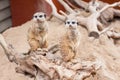 Two meerkats looking in the same direction, Riga Zoo, Latvia Royalty Free Stock Photo