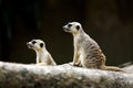 Two Meerkats Looking Afar Royalty Free Stock Photo