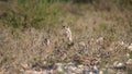 Two Meerkats looking around