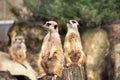 Two meerkats looking in different directions