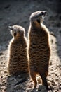 Two meerkats looking in different directions