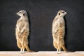 Two Meerkats Looking in Two Different Directrion Royalty Free Stock Photo