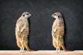 Two Meerkats Looking At Each Other Against Blackboard Royalty Free Stock Photo