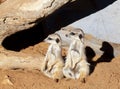 Two meerkats looking in same direction