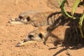 Two meerkats lying down together for a rest Royalty Free Stock Photo
