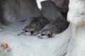 Two meerkats lying in a hole Royalty Free Stock Photo