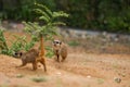 Two meerkats on a pile of sand with plants. Royalty Free Stock Photo