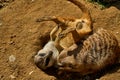 Two meerkats play with each other in their deserted pit. Home for meerkats. Small brown meerkat and looks around Royalty Free Stock Photo