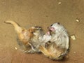 Two meerkats play fight with their backs on the ground and teeth exposed Royalty Free Stock Photo