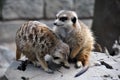 Two meerkats playing outside on a piece of wood Royalty Free Stock Photo