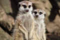 Two meerkats