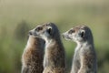 Meerkats in Africa, three cute meerkats guarding, Botswana, Africa