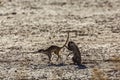 Meerkat in Kgalagari transfrontier park, South Africa