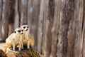 Two meerkats sitting on a tree stump staring in the distance