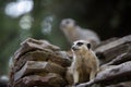 Two Meerkats Standing Guard Royalty Free Stock Photo