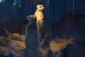 Two meerkats standing and take care Royalty Free Stock Photo