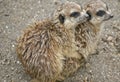 Two meerkats are staying warm Royalty Free Stock Photo