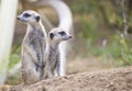 Two Meerkats (Suricata suricatta) Royalty Free Stock Photo