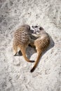 Two Meerkats Suricata suricatta Play Fighting with Each Other Royalty Free Stock Photo