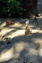 Two Meerkats Or Suricates are on alert Royalty Free Stock Photo