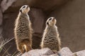 Two meerkats or suricates look upwards