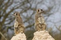 Two Meerkats on two rocks Royalty Free Stock Photo