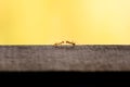 Two meeting weaver ants on wood on a yellow background as a symbol for communication and team work Royalty Free Stock Photo