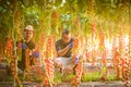 Two men agriculture workers cheking and collect harvest of cherry tomato in greenhouse Royalty Free Stock Photo