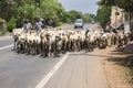 Two men drive a herd of goats on the road.